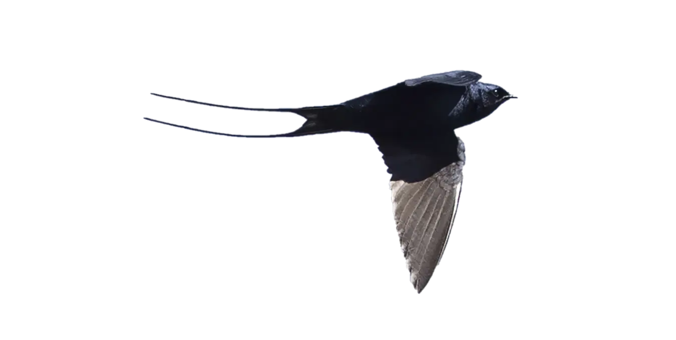 BlueSwallow Biodiversity Group